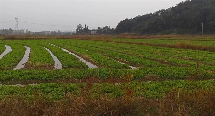 武冈湾头桥镇紧抓粮油安全 全面推动秋冬种