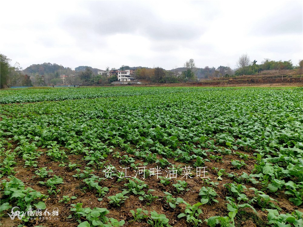 红色基地绿色食品