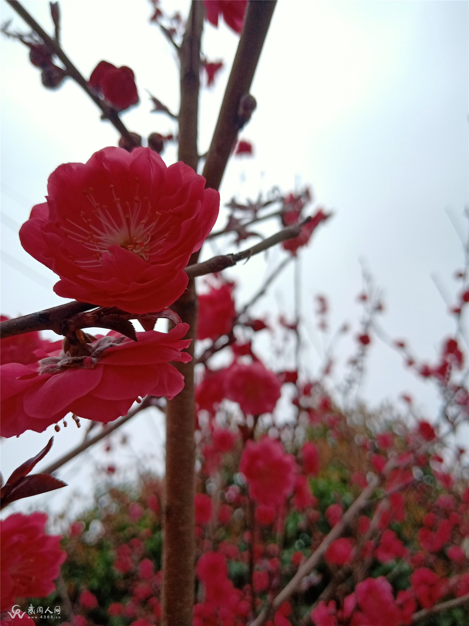 在春天的一朵桃花里沦陷