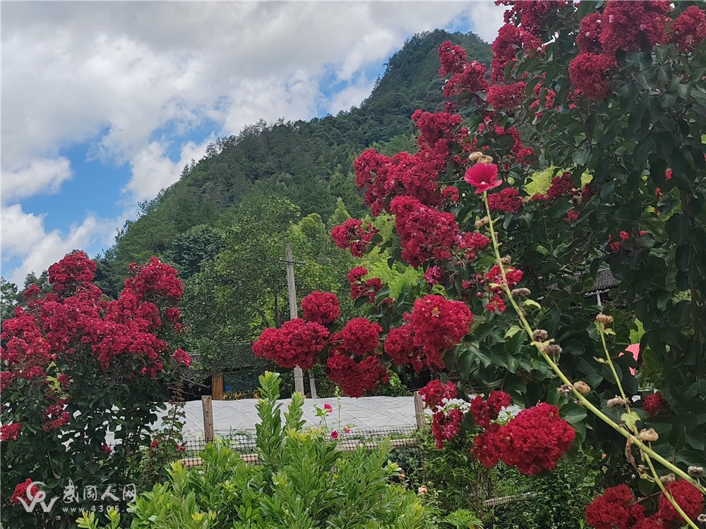 【南吕   四块玉】花园阁观紫薇花