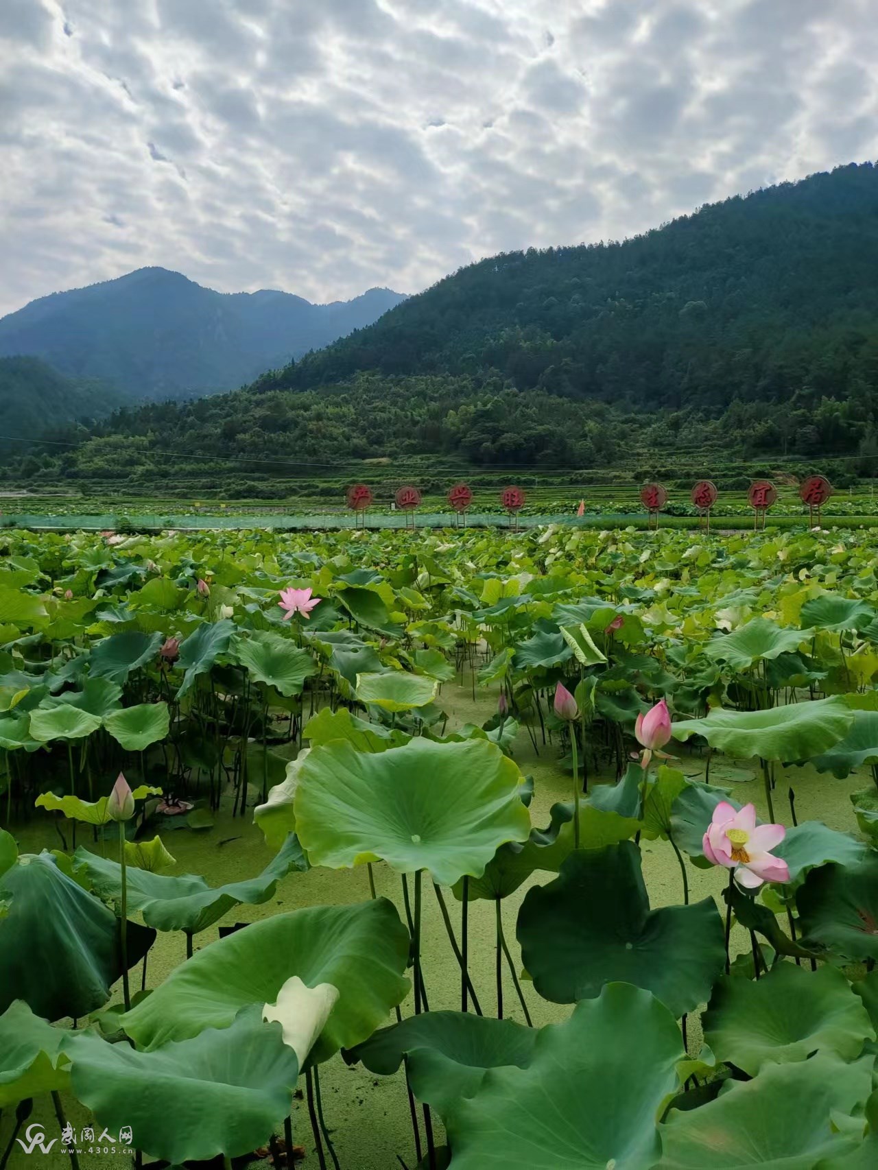 十三村那个“藕尖”