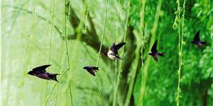 小作文之五种表达方式