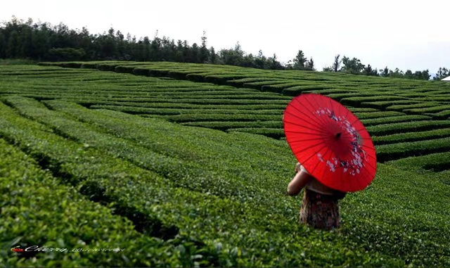 萧凤菊简评胡贵程《 〔仙吕•一半儿〕看抖音有感  》