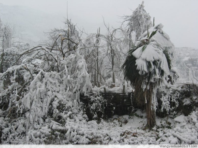 2008年的第一场雪