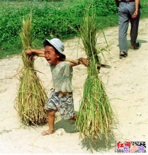 网友曝村娃面带哭容挑稻草照片遭质疑（转）