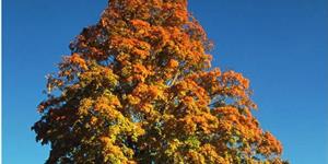 情愿变做一棵树------和吴兆民先生