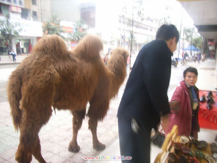 武冈又出现一妇女牵骆驼强行乞讨