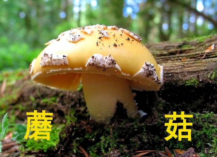 精彩蘑菇秀