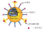 特权？—今天路过石岩中心小学所见