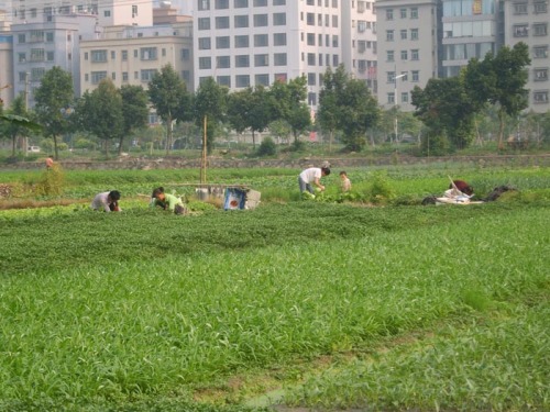 城市边缘的菜农