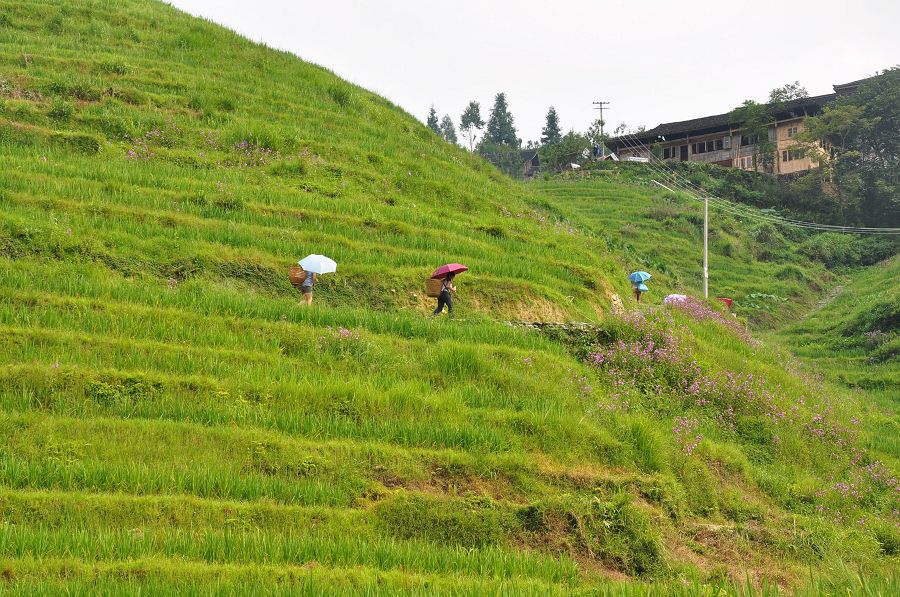 龙胜县大寨梯田（组图2）