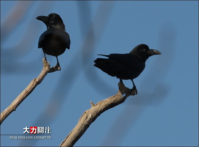 转载--北京夜晚·乌鸦成群