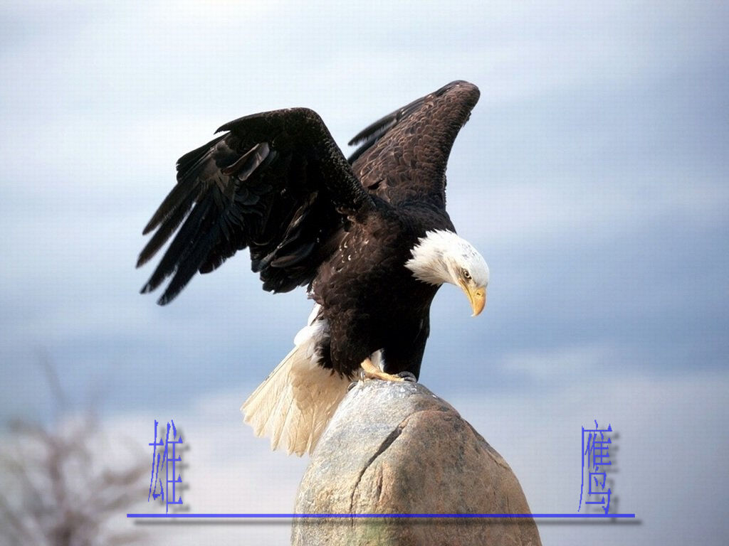 长空王者——雄鹰