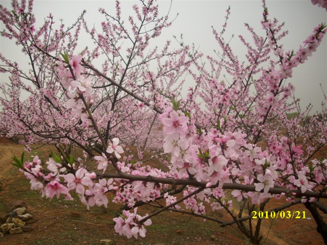 花如美女，美女如花