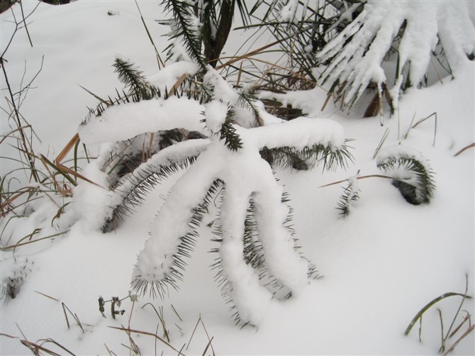 好久不见，大雪！