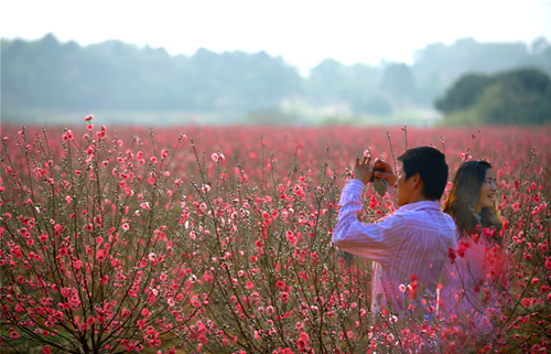 2011年人网网友松山湖赏花邀请