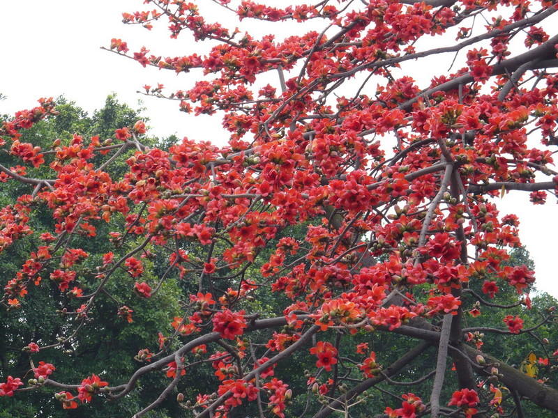 木棉花(图)