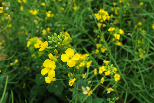 松山湖赏花--油菜花开