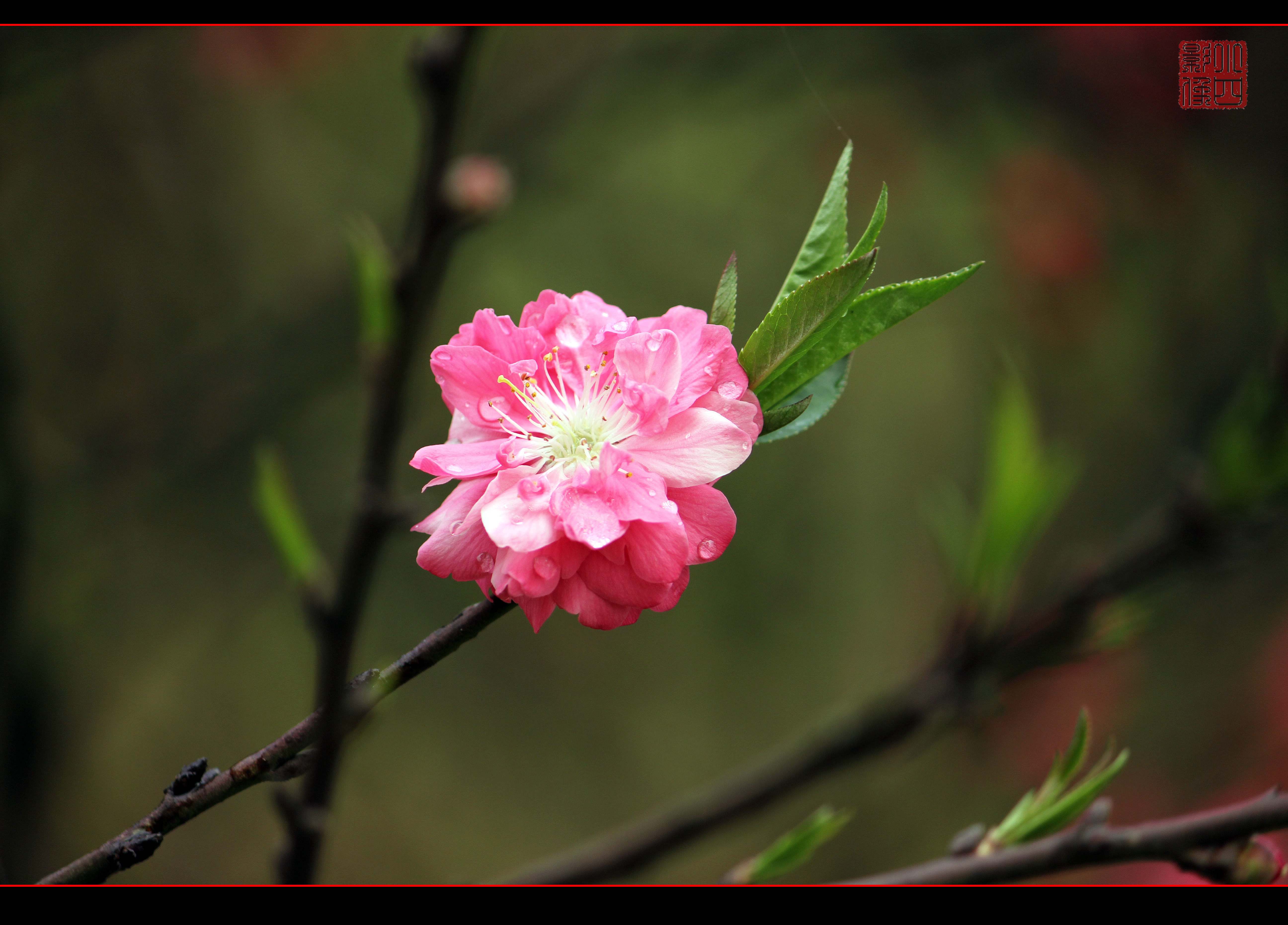 桃花朵朵开