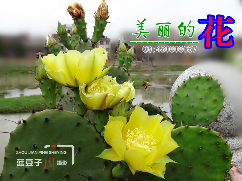 美丽的花--【百花争艳图】