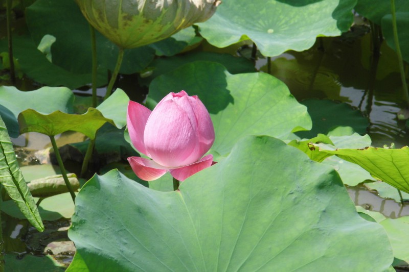 桥头的荷花节日6.28开幕（二）