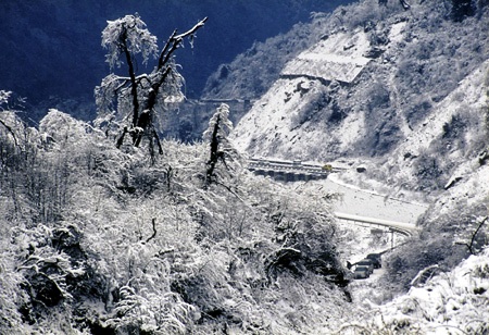 雪后生態(tài)告急 療傷需40年