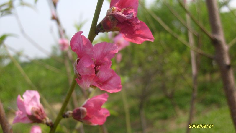 松山湖秋天的桃花朵朵開