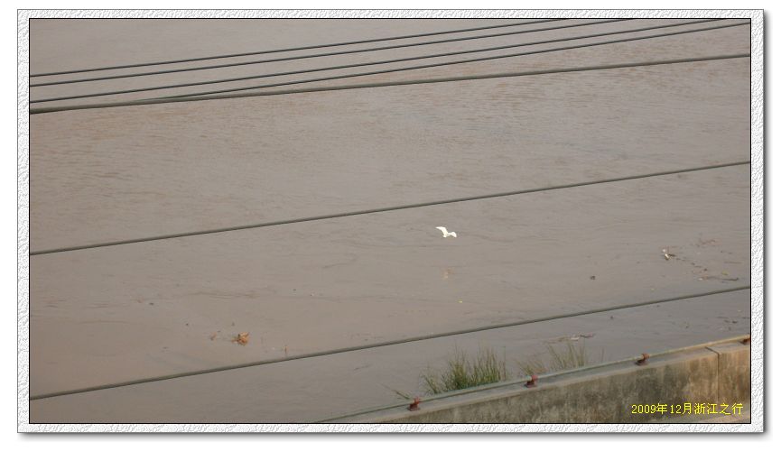 2009浙江之行--河边白鹭飞