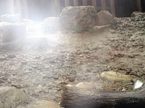 上海動(dòng)物園老虎突發(fā)威咬死飼養(yǎng)員(組圖)