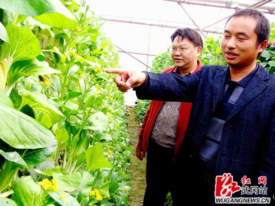 无土气雾蔬菜受青睐