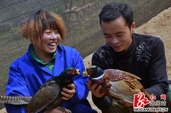 “山鸡皇后”夏雨欣 脱贫致富有妙招