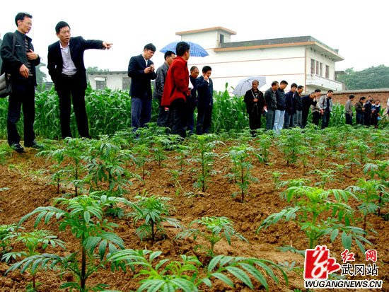 我市举行万寿菊种植技术培训