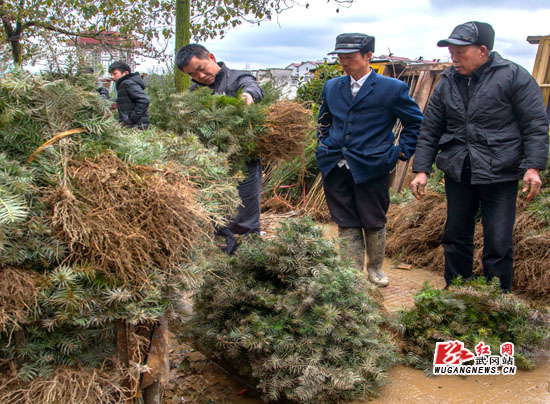 节后我市苗木交易活跃起来