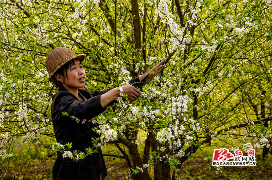 桃李争艳惹人醉