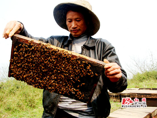 “追花逐梦”的养蜂人