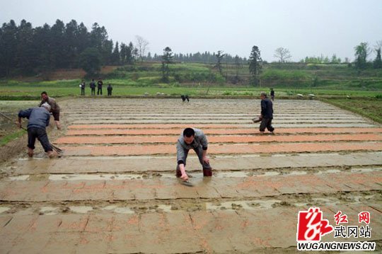 龙田乡：大力推进集中育秧促进春耕生产