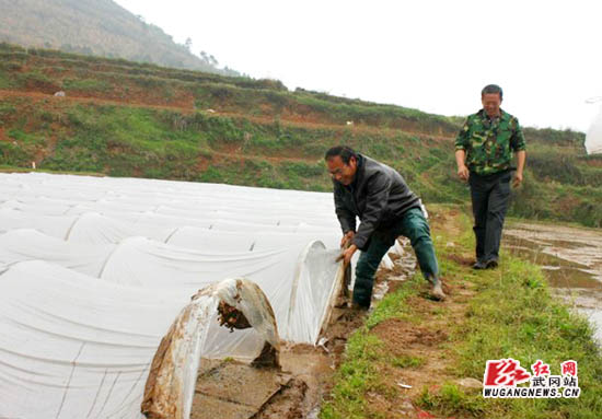 大甸乡小温村集中育秧出苗率达到70%