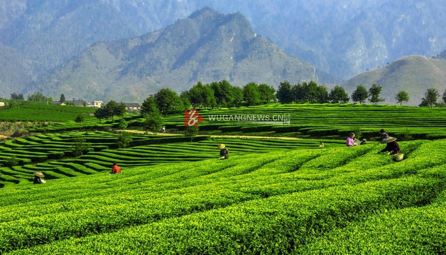 茶园春色