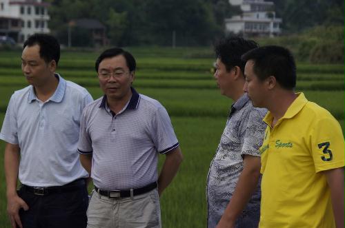 王小波到龙溪镇督查抗旱救灾工作