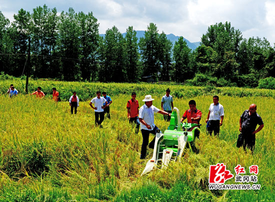 微型早稻收割机受到村民亲睐