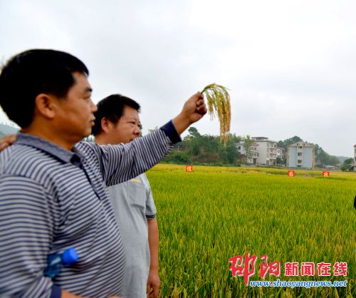 隆平公司全能稻两优688在武冈市种植成功