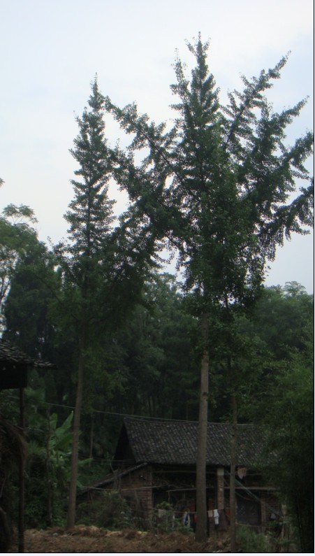曇花樹