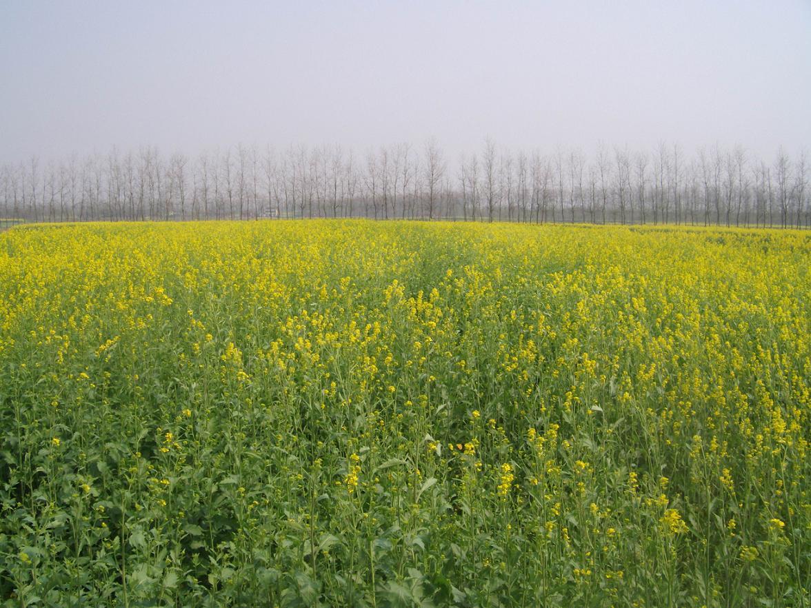 油菜花