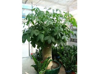 室內(nèi)擺放花卉好處