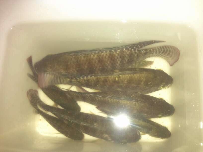 今天晚上釣魚的成果
