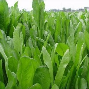牧草冠軍 將軍菊苣