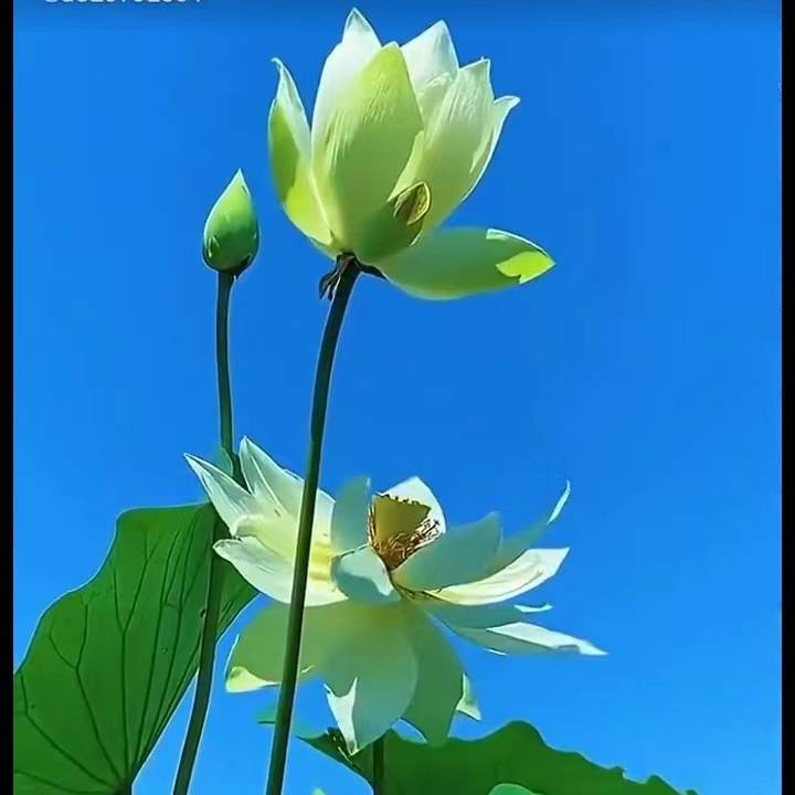 刘映进yY