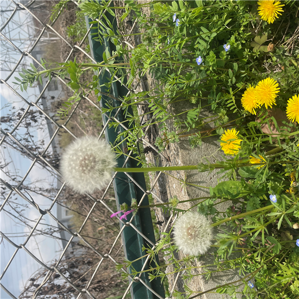牛草灰