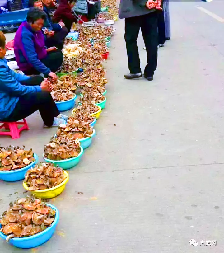 武冈大路坪枞树菌长疯了！村民1天摘50桶，吃不完摆起卖！