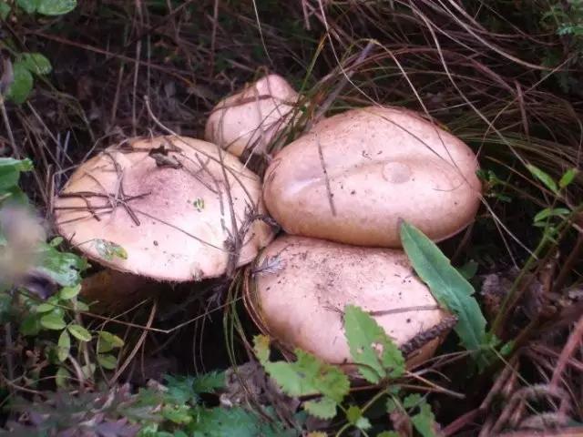 回忆小时候采摘野生菌往事，浅谈无毒野生菌和有毒野生菌的差别